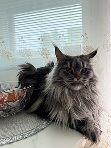 Maine Coon Kidda (1 valokuva sivusta 4)