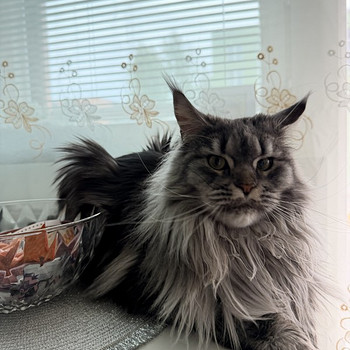 Maine Coon Kidda