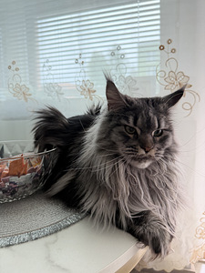 Maine Coon Kidda (2 valokuva sivusta 4)