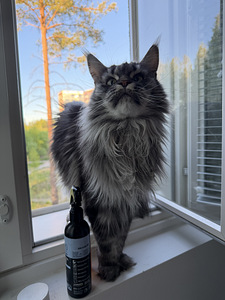 Maine Coon Kidda (3 valokuva sivusta 4)