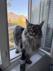 Maine Coon Kidda (4 valokuva sivusta 4)