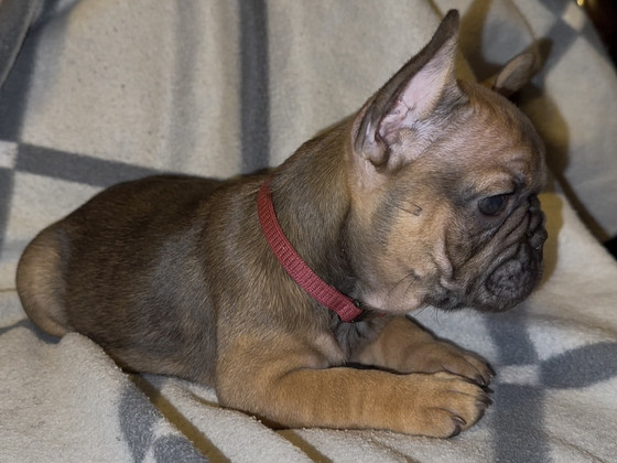 Prantsuse buldog