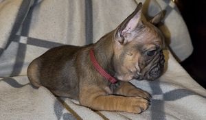 Prantsuse buldog (1 foto / 3)