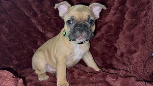 Prantsuse buldog (3 foto / 3)