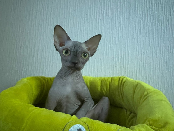 Котята братик и сестричка