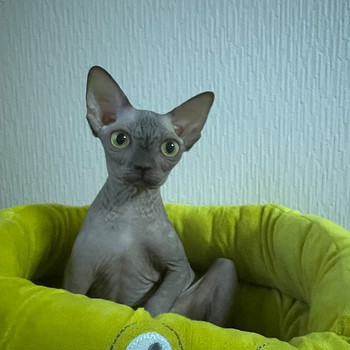 Котята братик и сестричка