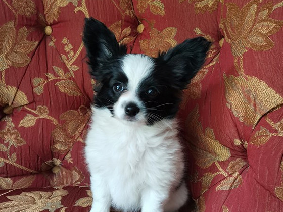 Papillon