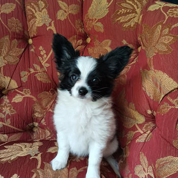 Papillon