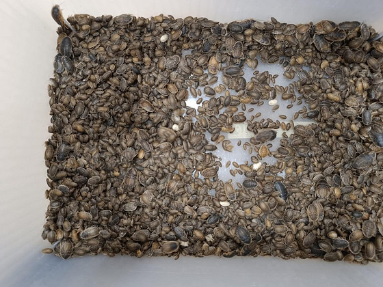 Dubia prussakad