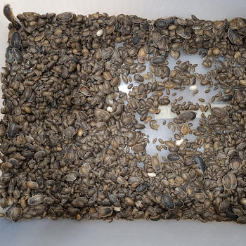 Dubia prussakad