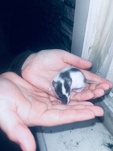 Rotipojad poisid ja tüdrukud (1 foto / 1)