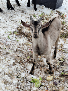 JUUST KITSETÄISPIIMAST (2 foto / 2)