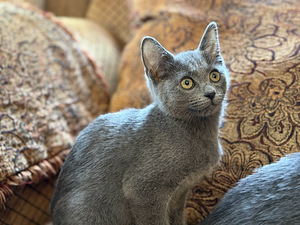 Русские голубые котята (1 фото из 4)