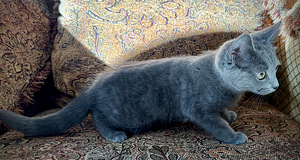 Русские голубые котята (2 фото из 4)
