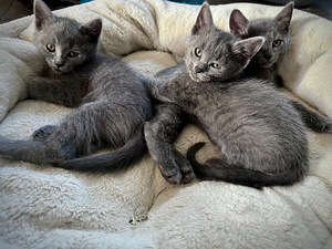 Русские голубые котята (4 фото из 4)