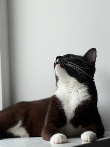 Отдам кота (1 фото из 3)