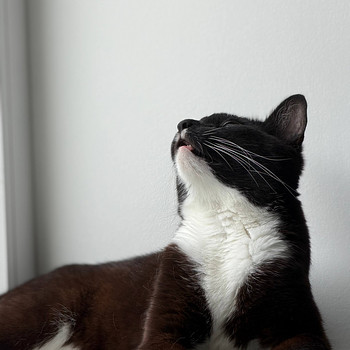 Отдам кота
