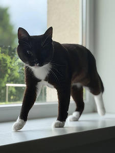Отдам кота (3 фото из 3)