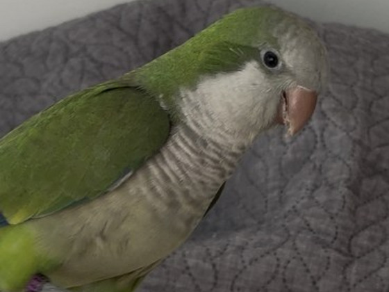 Munkpapagoi