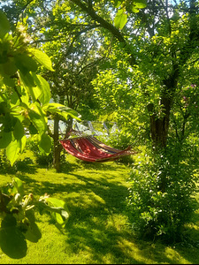 Aia tn, Mustvee, Mustvee vald, Jõgevamaa (4 foto / 11)