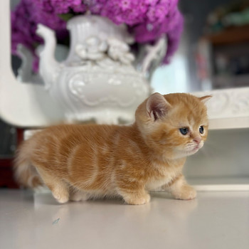 Munchkin