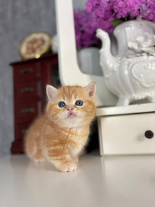 Munchkin (3 foto / 10)