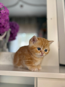 Munchkin (4 foto / 10)