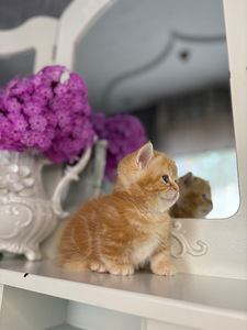 Munchkin (2 foto / 10)