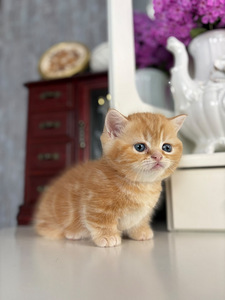 Munchkin (5 foto / 10)