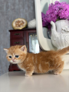 Munchkin (8 foto / 10)