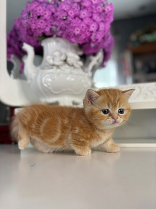 Munchkin (9 foto / 10)