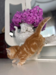 Munchkin (6 foto / 10)