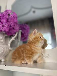 Munchkin (7 foto / 10)