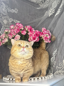 Munchkin (10 foto / 10)
