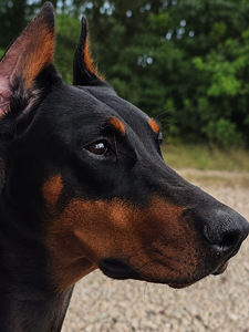 Doberman (1 foto / 1)