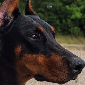 Doberman