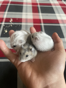 Russian dwarf hamstrid (1 foto / 2)