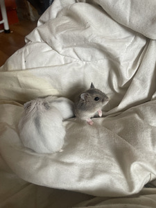Russian dwarf hamstrid (2 foto / 2)