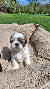 Täydelliset Shih Tzu -pennut 13.06.2026 (5 valokuva sivusta 10)