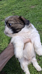 Täydelliset Shih Tzu -pennut 13.06.2026 (6 valokuva sivusta 10)
