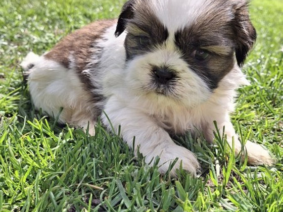 Täydelliset Shih Tzu -pennut 13.06.2026