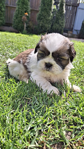 Täydelliset Shih Tzu -pennut 13.06.2026 (1 valokuva sivusta 10)