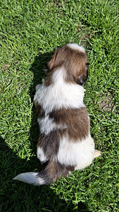 Täydelliset Shih Tzu -pennut 13.06.2026 (4 valokuva sivusta 10)