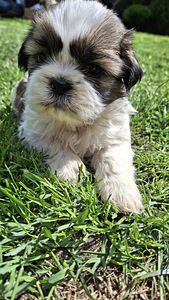Täydelliset Shih Tzu -pennut 13.06.2026 (8 valokuva sivusta 10)