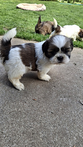 Täydelliset Shih Tzu -pennut 13.06.2026 (10 valokuva sivusta 10)