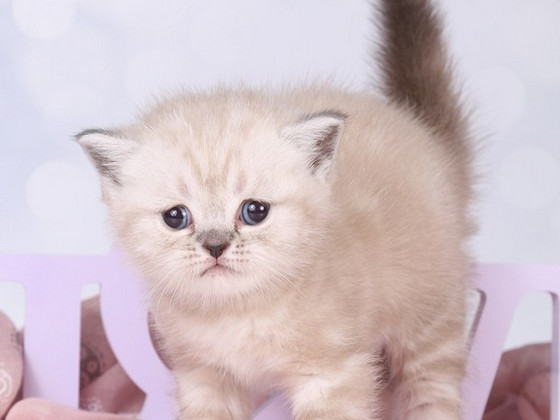 Британский короткошерстный котенок