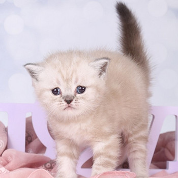 Британский короткошерстный котенок