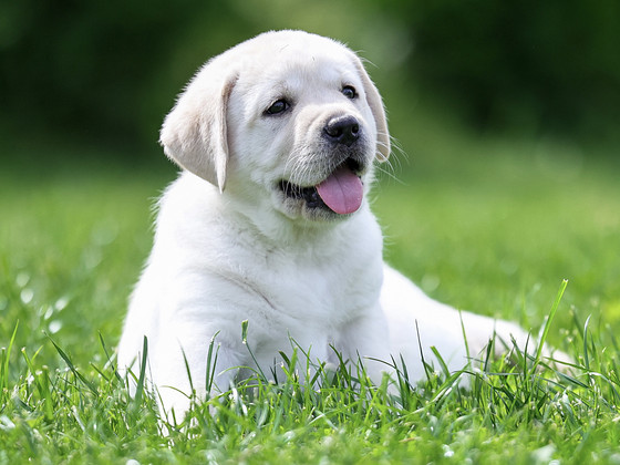 Labrador-retriiveri kutsikad