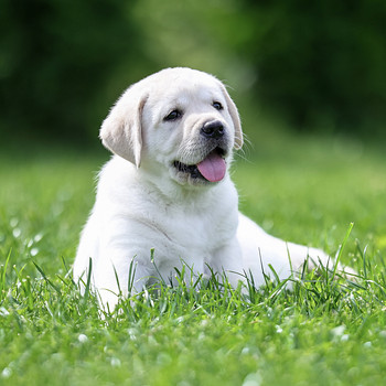 Labrador-retriiveri kutsikad
