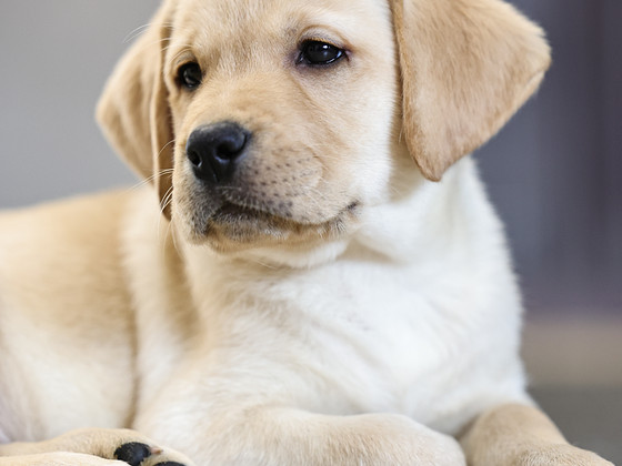 Labrador-retriiveri kutsikad